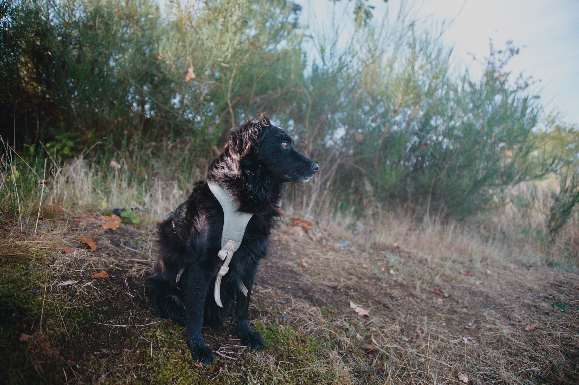 A black and white dog sitting by the side of a track and looking into the distancd