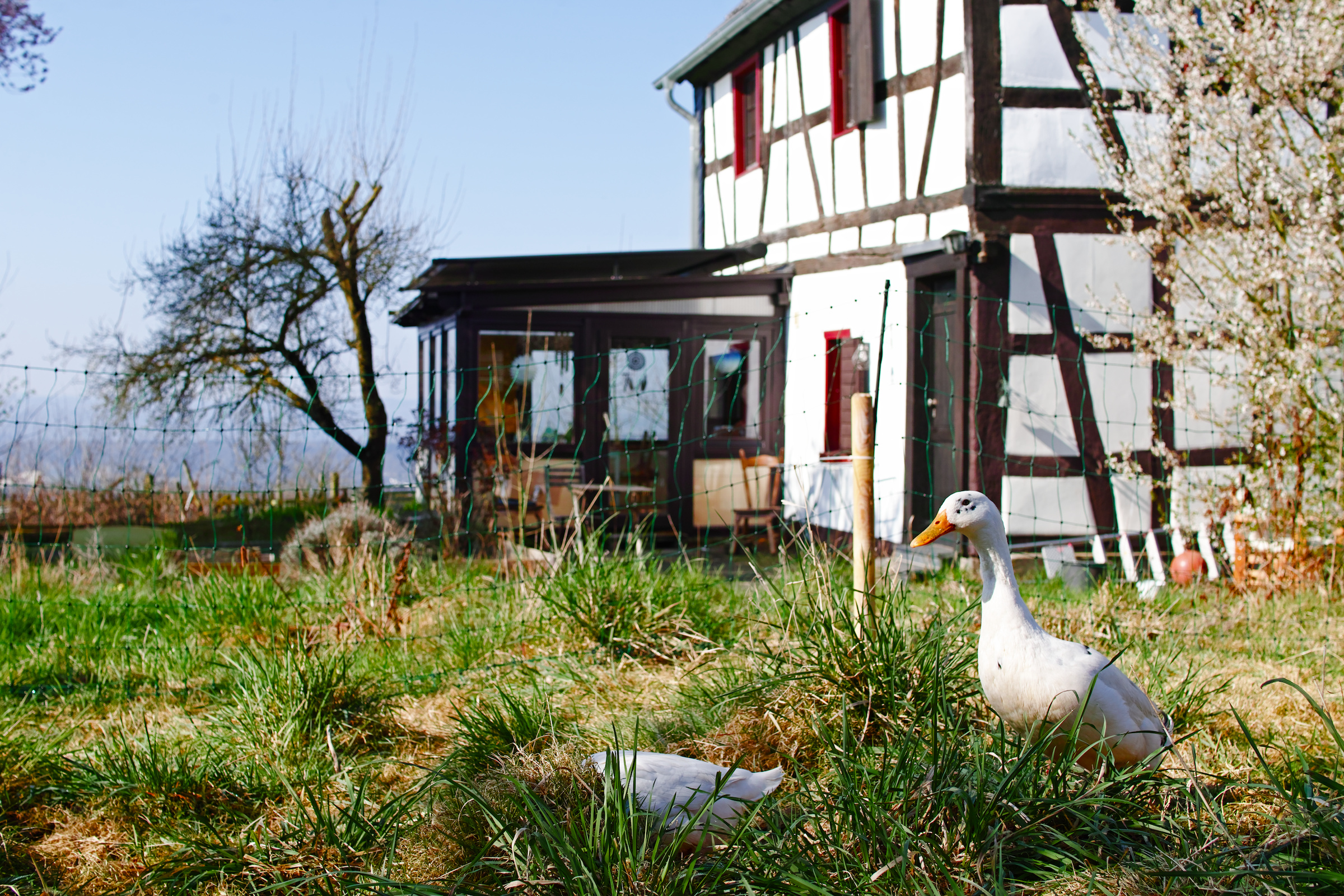 two runner ducks in a garden in front of a cottage