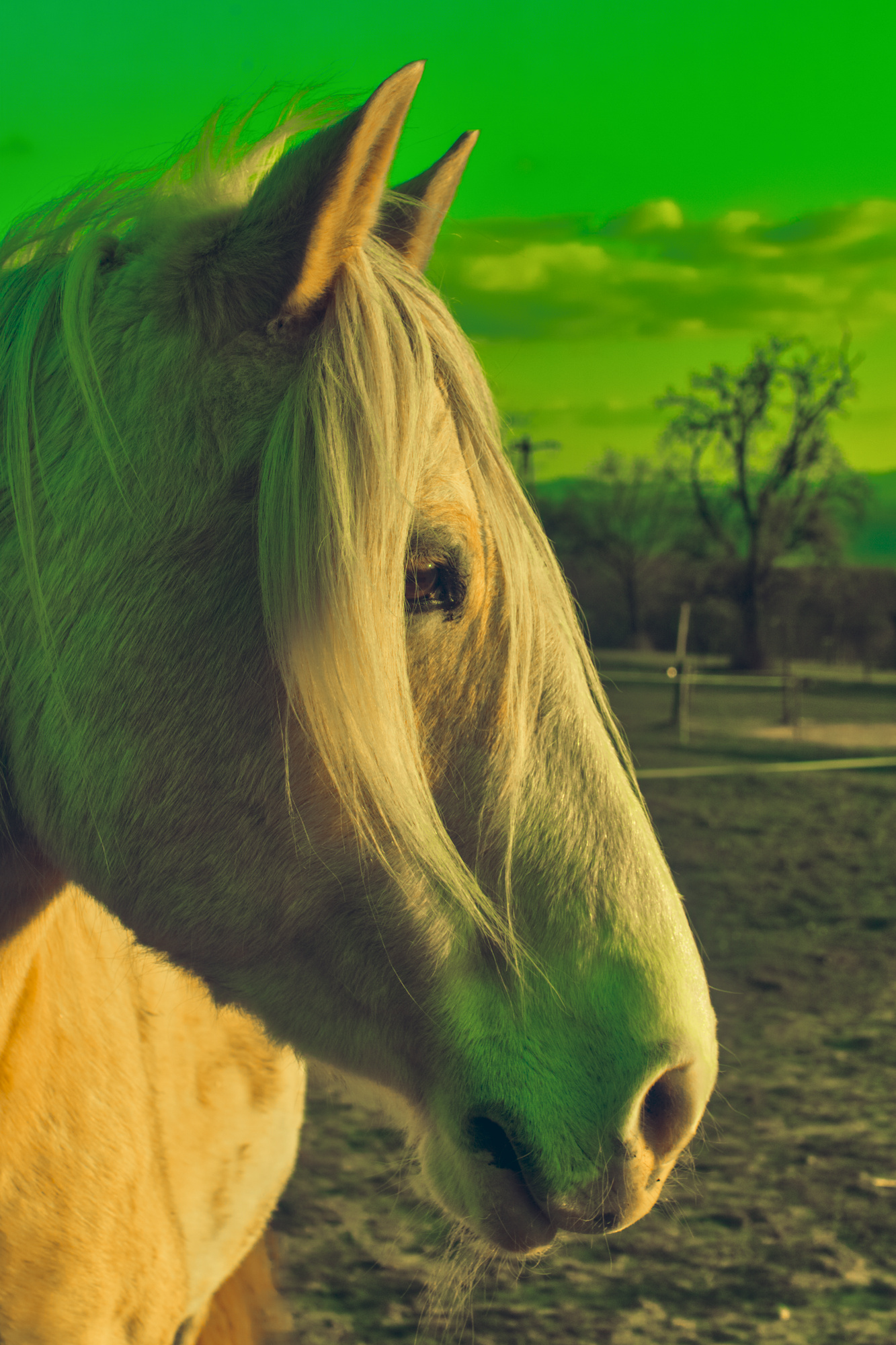 Portrait of a horse in wrong colours.