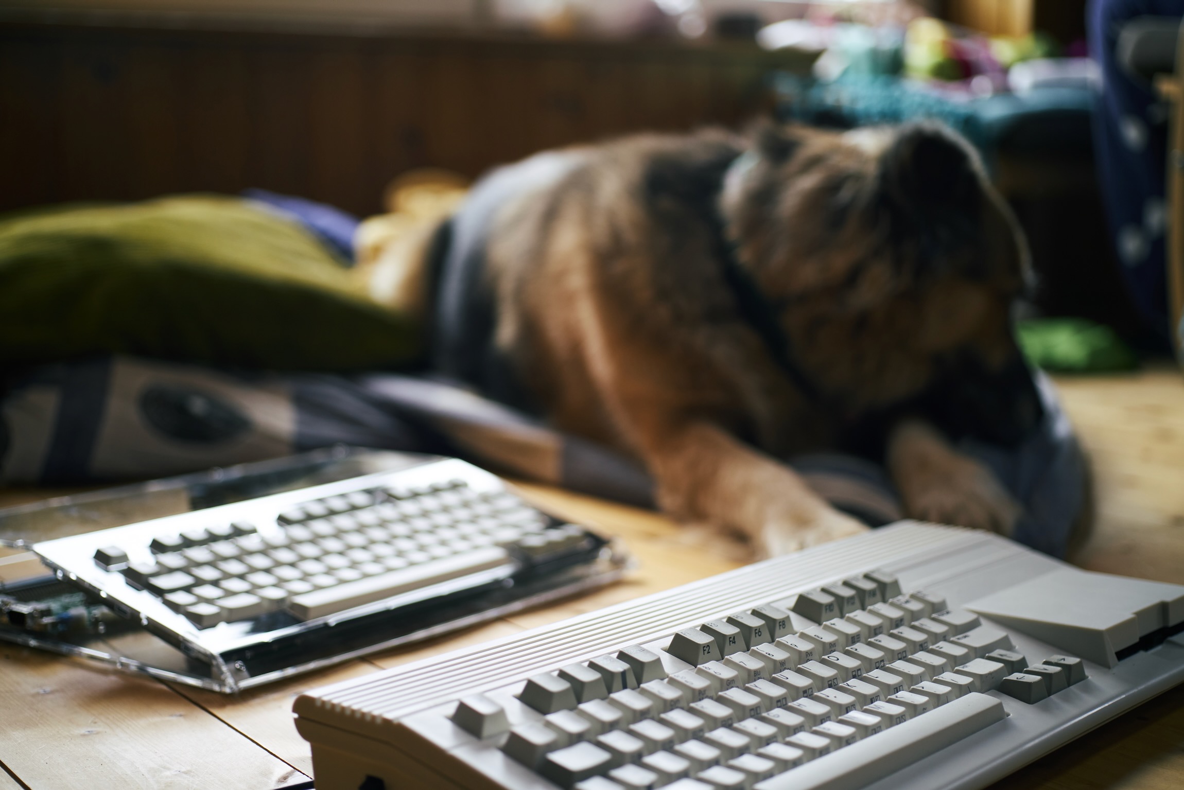 Ein MEGA65 Prototyp und das DevKit Seite bei Seite, daneben mein guter, treuer Schäferhund Candor †
