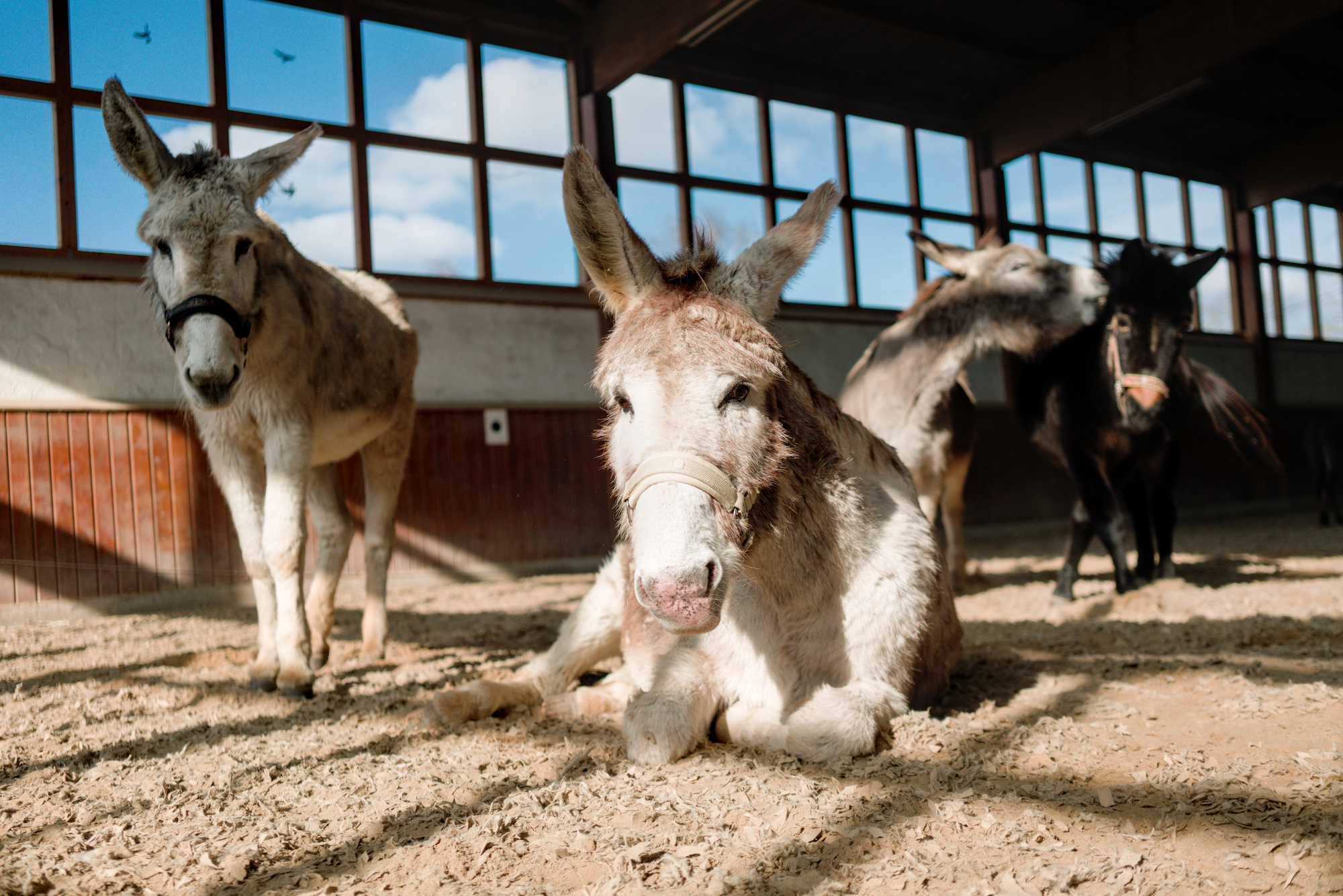 Three donkeys and a mule resting in a riding hall.