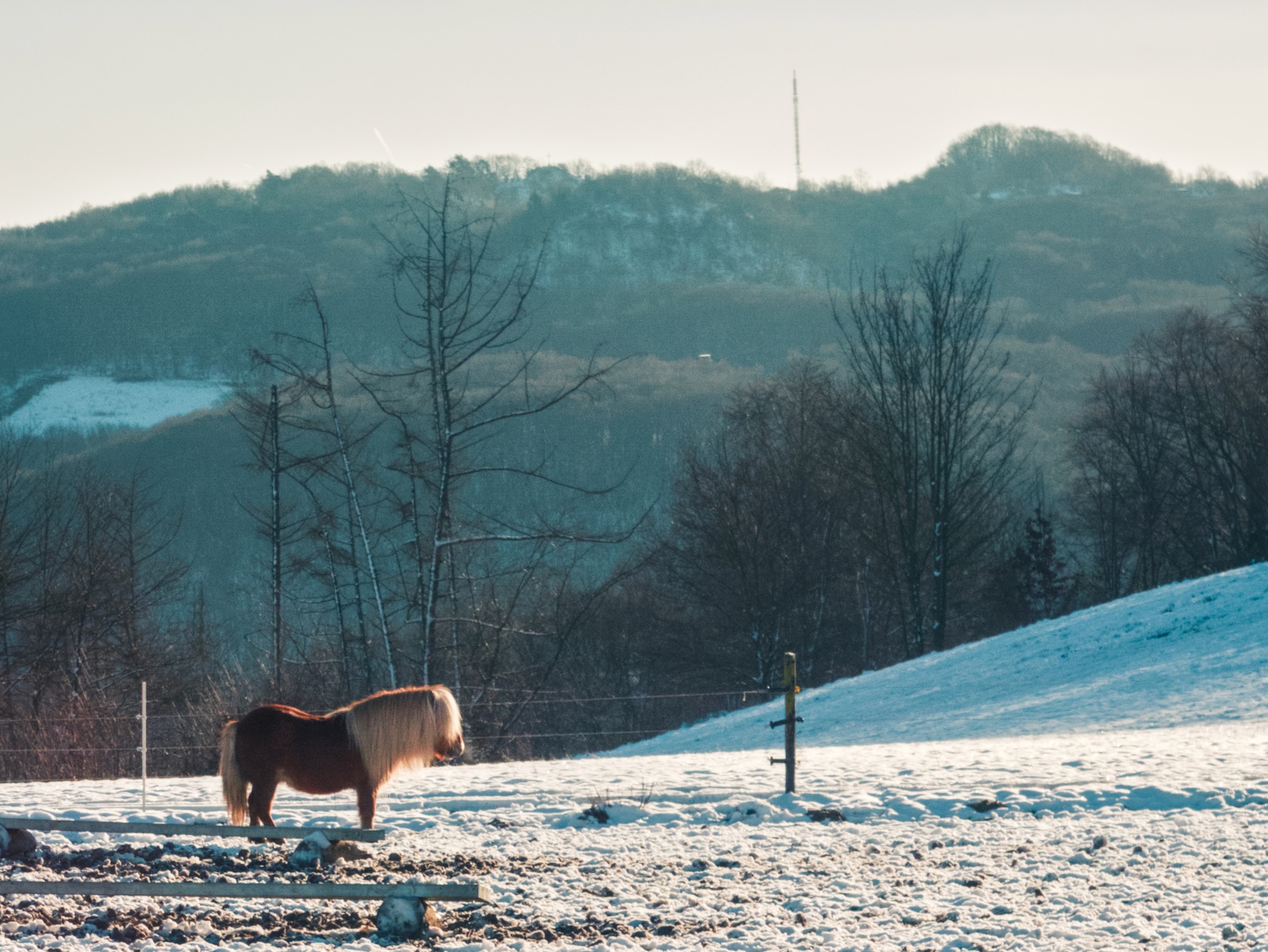A lone mini shetland pony watching out in a snowy landscape. IMAGE NOT GENERATED BY AI. 