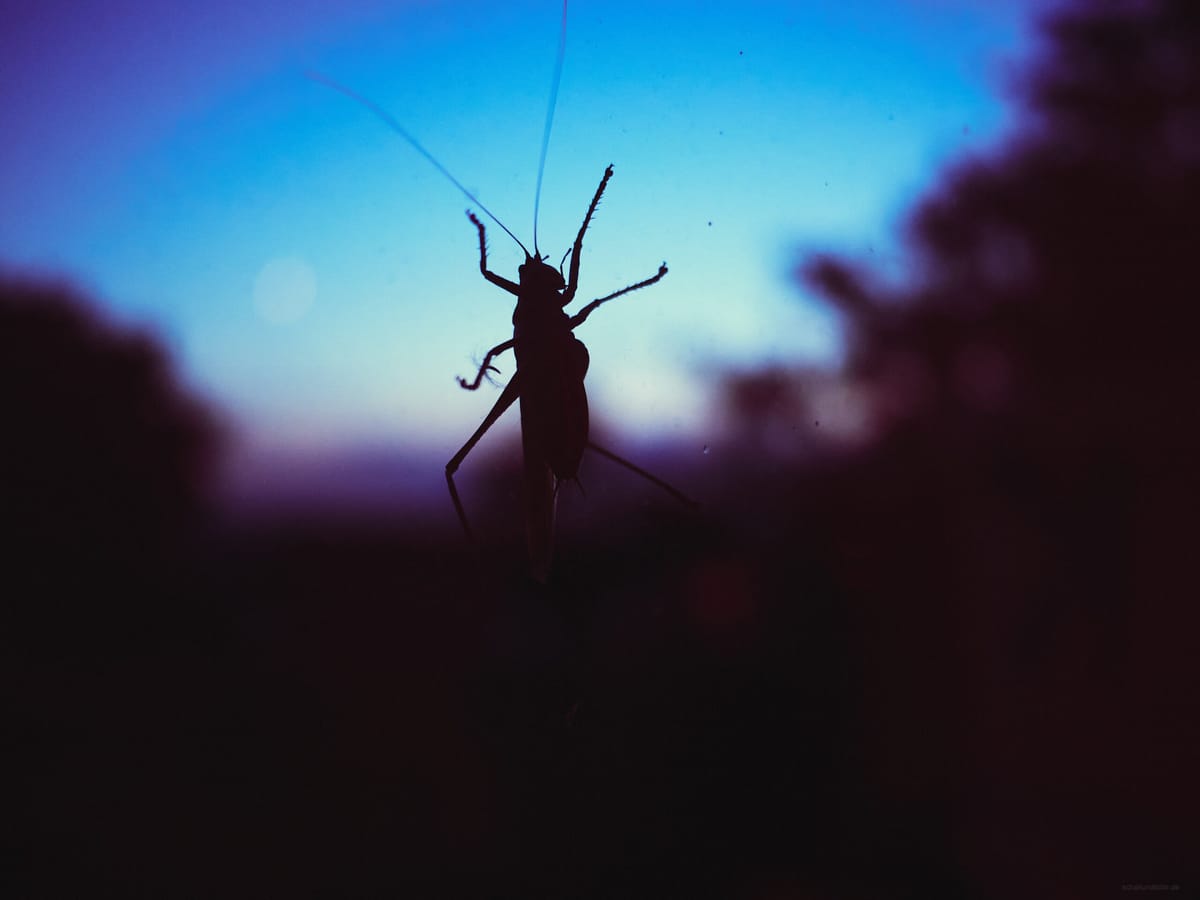 locust