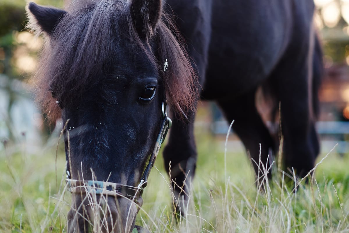 [ 22 - TV-Tipp: Nochmal Blacky ]