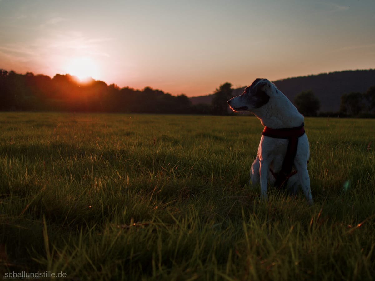 A dog on a meadow looking into the sunset