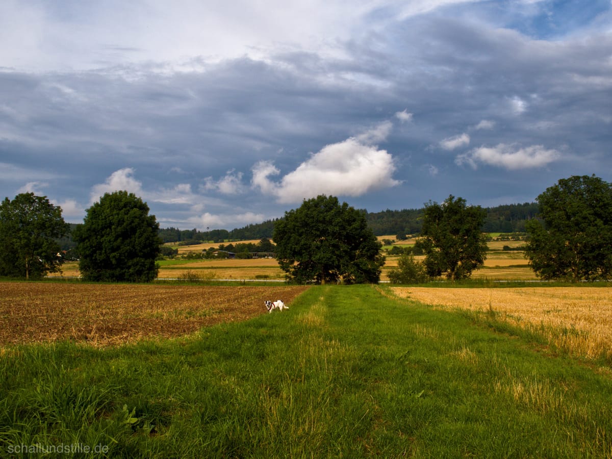 A dog in a summer meadow with clouds