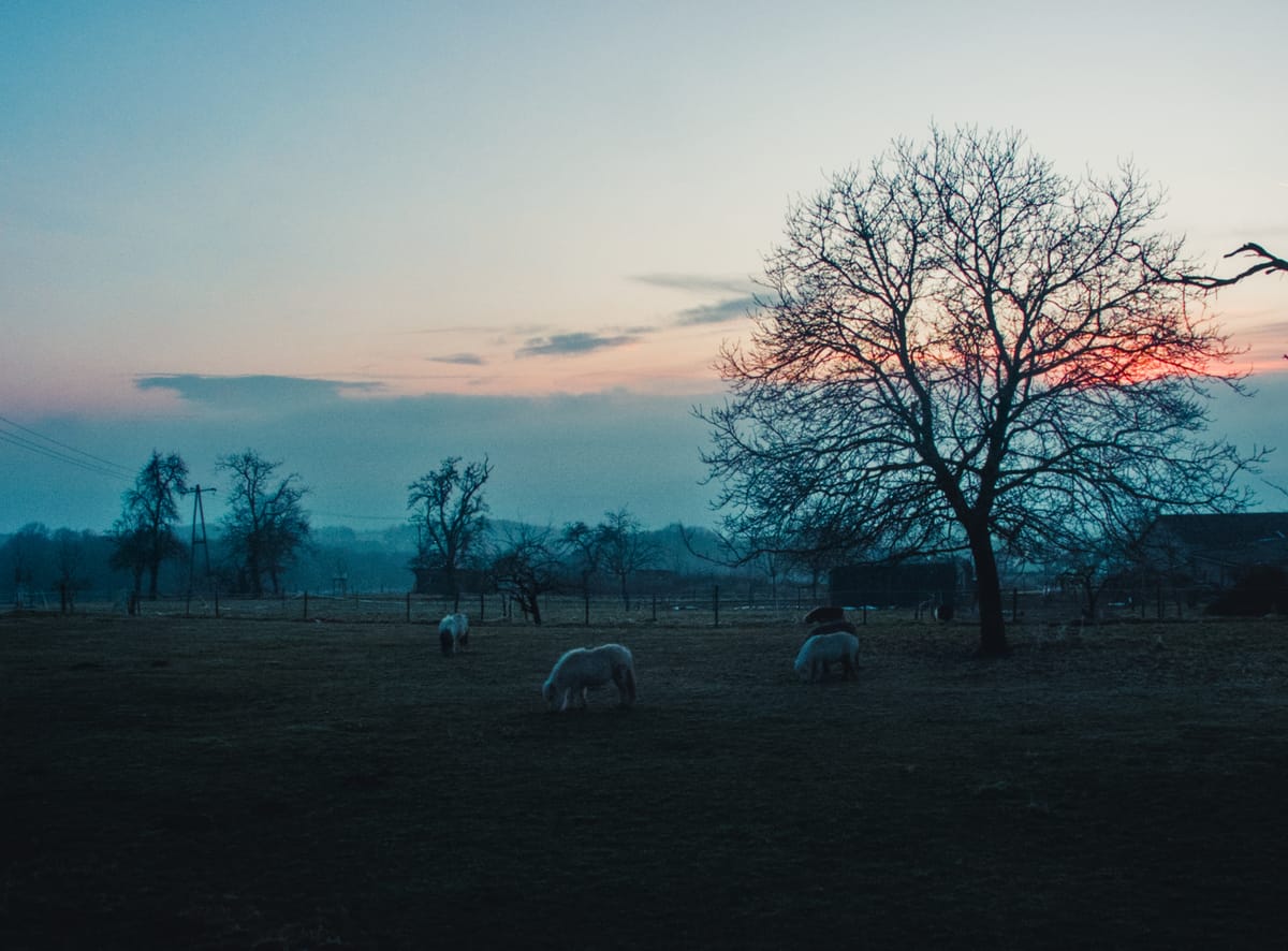 Mini shetland ponys grazing on a meadow in evening light.