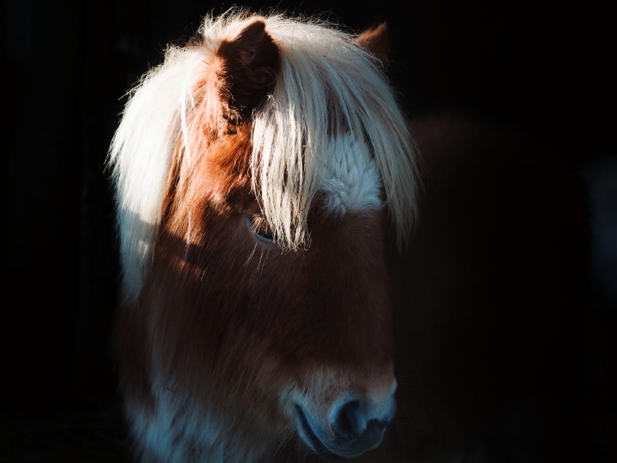 Portrait of a mini shetland pony in semi shade.
