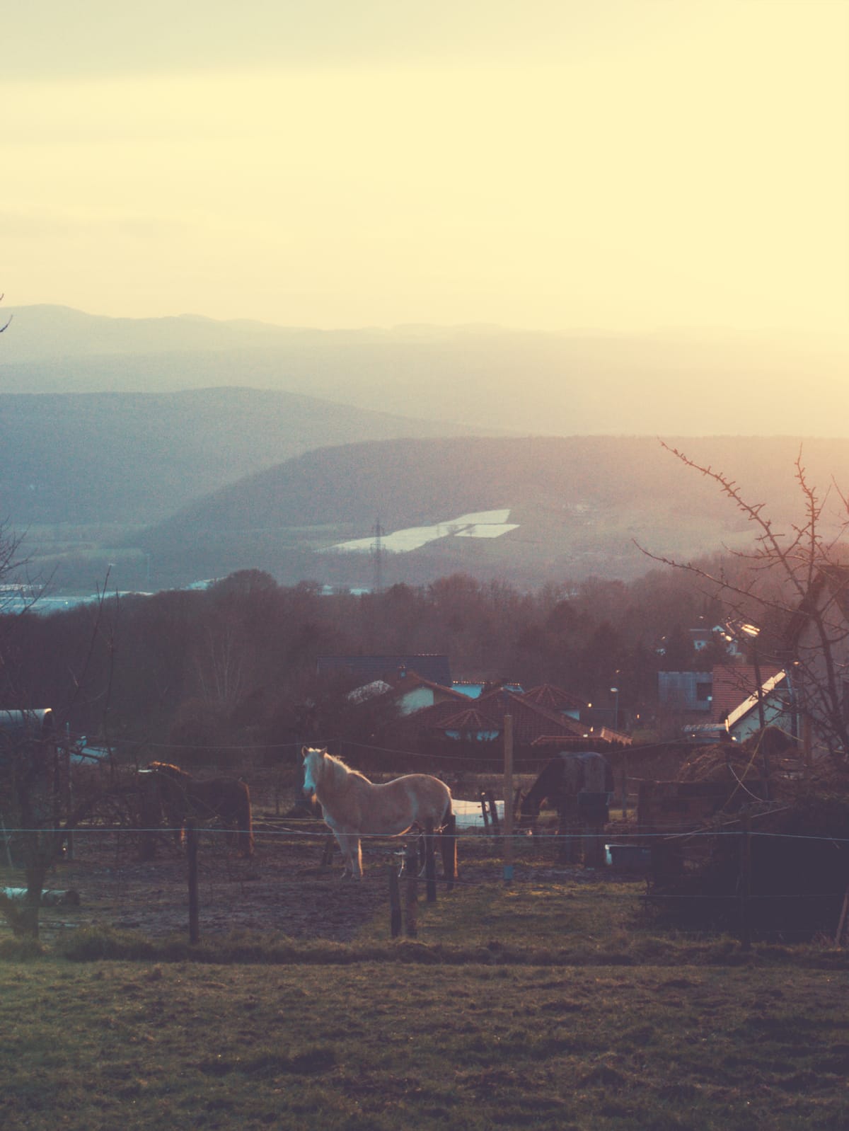 Some horses on a paddock with a hilly landscape in sunset in the background