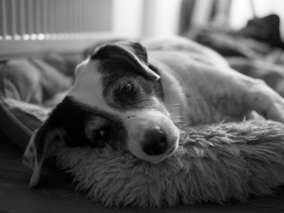 a black and white dog resting in her basket