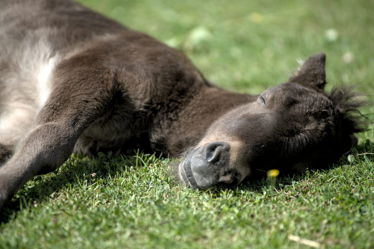 A black shetland pony foal sleeping in the grass.