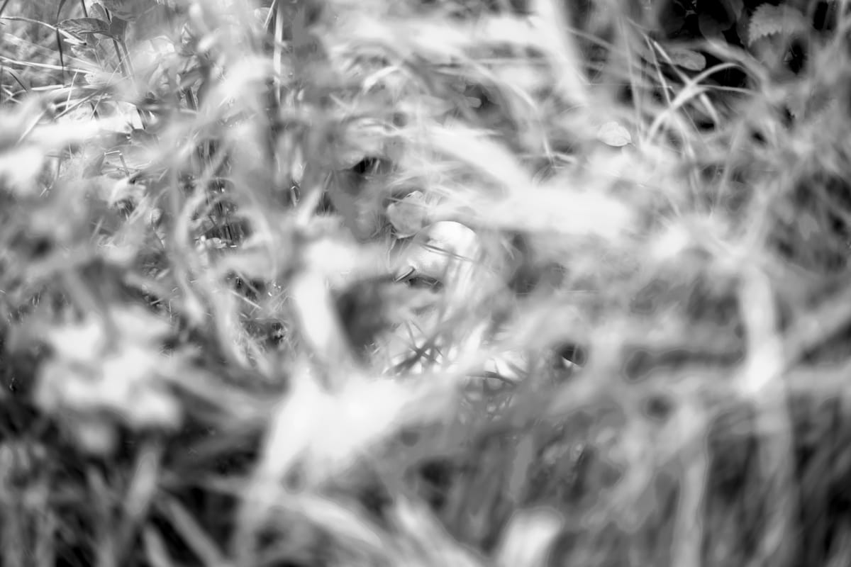 a kind of picture puzzle with a . . . . . . . . . . . . . . . . . . . . . runner duck in the middle of some grass
