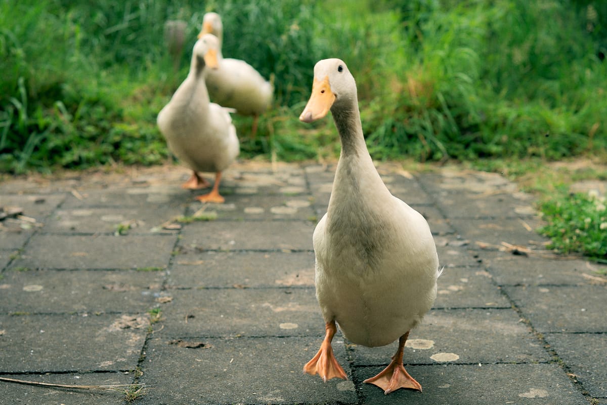 A runner duck walking towards the camera, two more runner ducks are in the background.