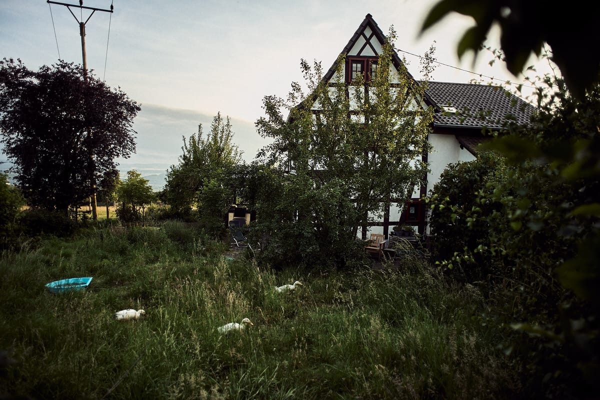 A cottage with a natural garden and three runner ducks in it.