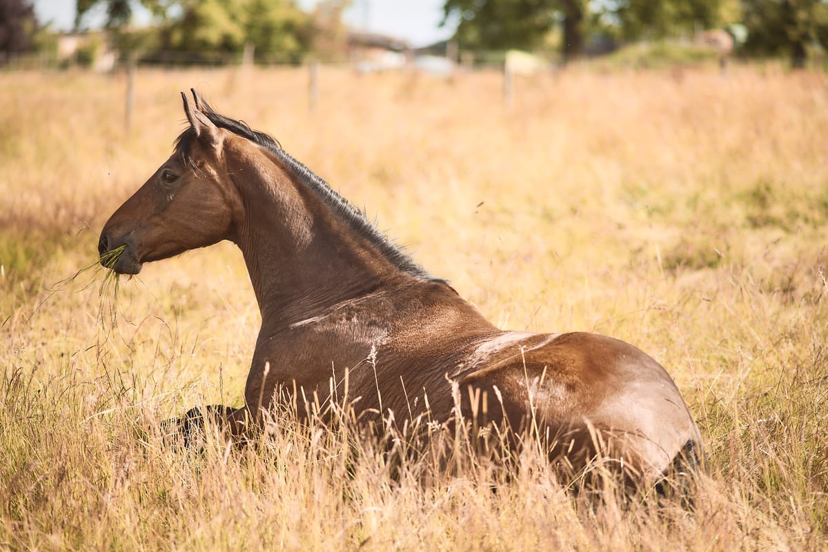 A horse resting in the grass and chewing on some grass for good measure.