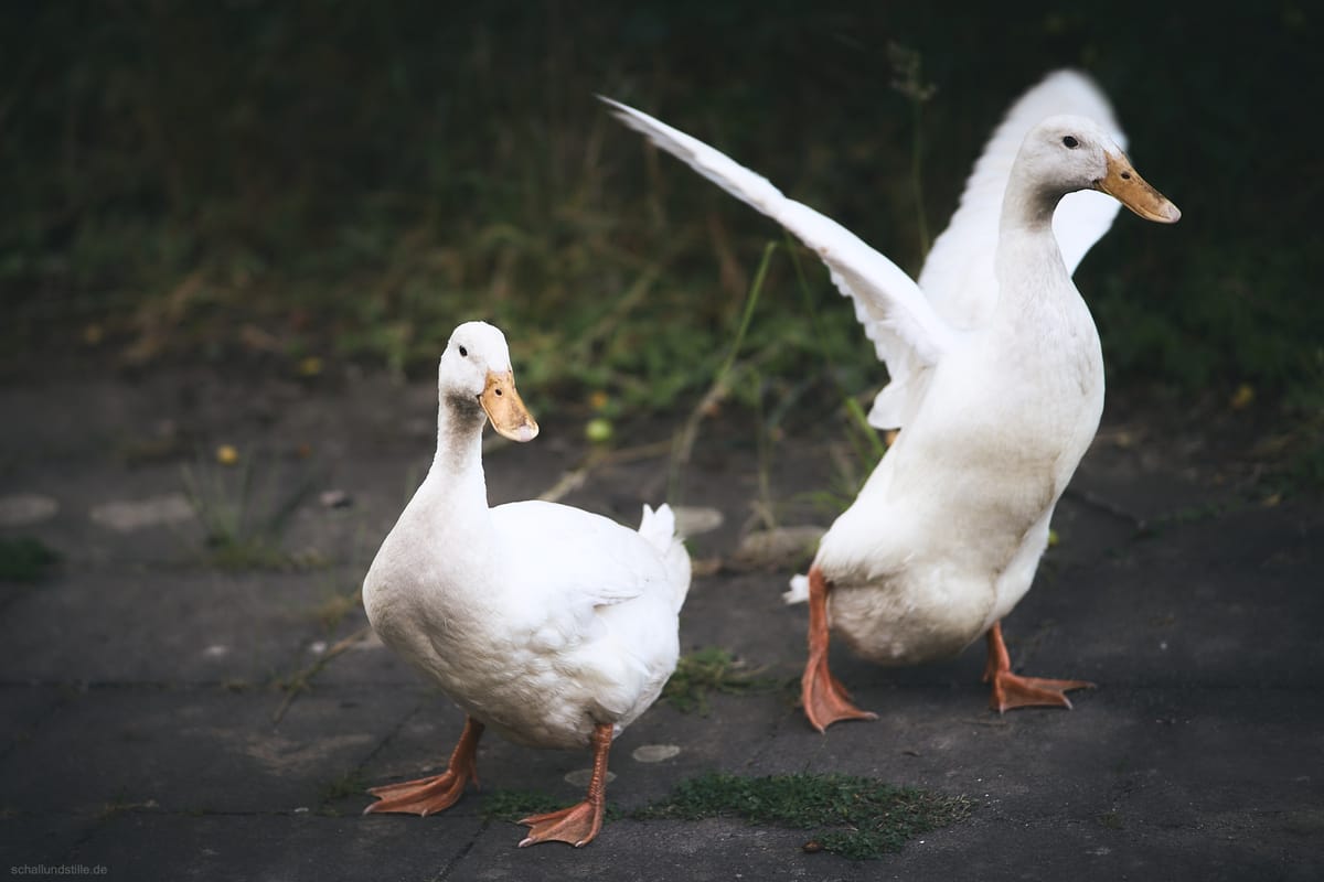 Portrait of two white runner docks. One is spreading her wings.