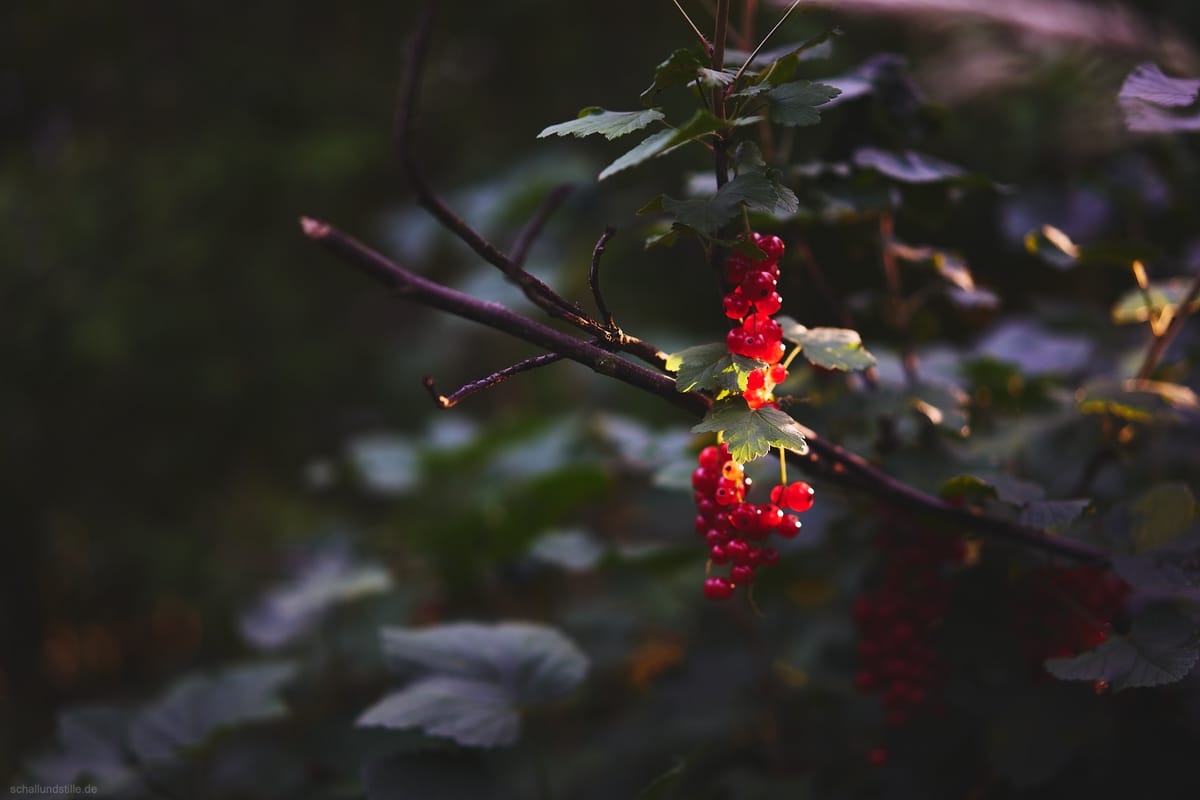 redcurrant berries in the evening sun