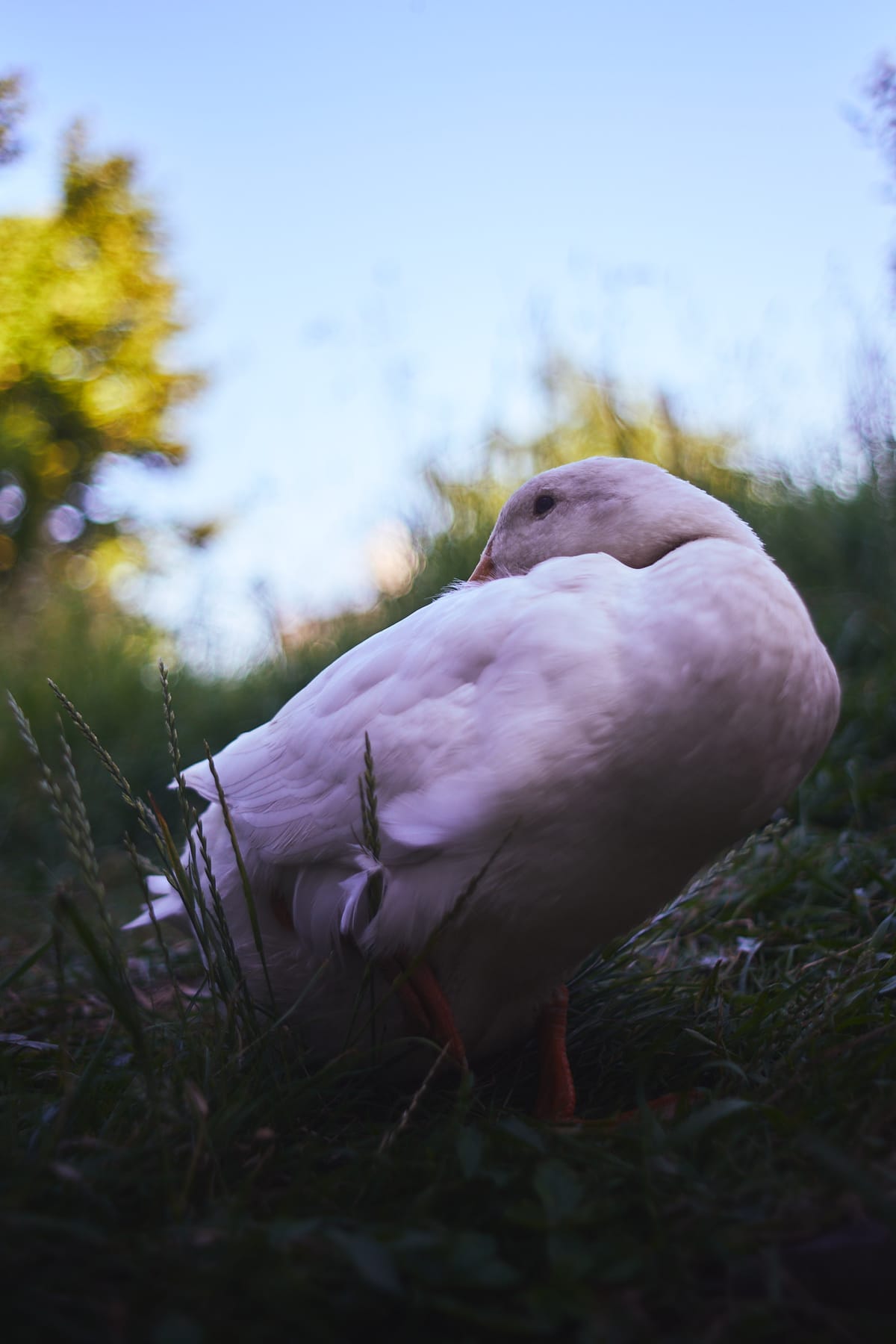 portrait of a resting runner duck
