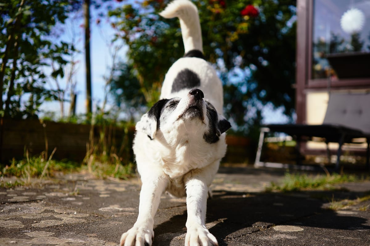 A black and white dog stretching out on the ground.
