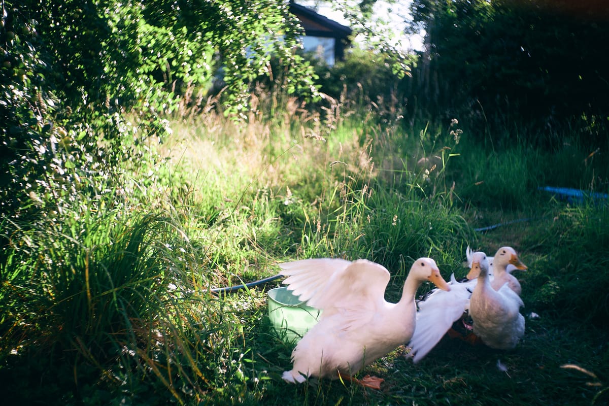 Three runner ducks in a garden, towards the lower right edge of the frame.