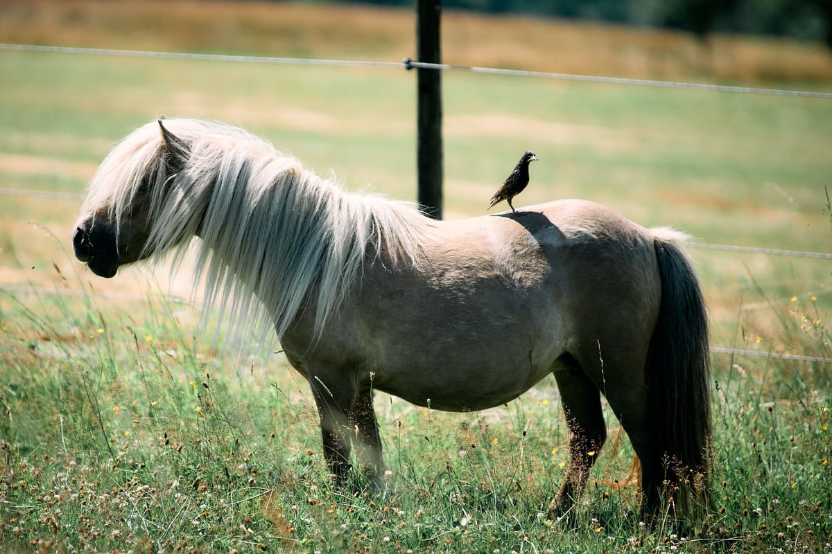 A shetland pony with a starling on top of her.