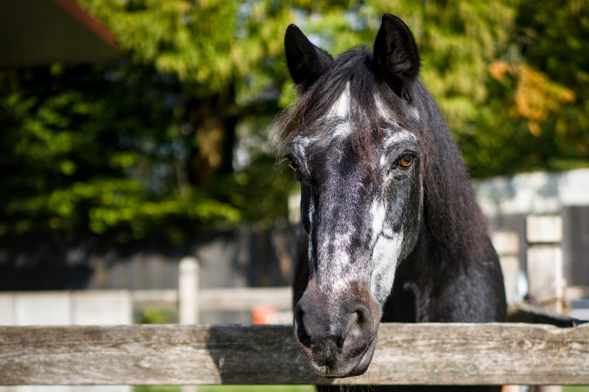 Sunlit portrait of a greying senior horse.