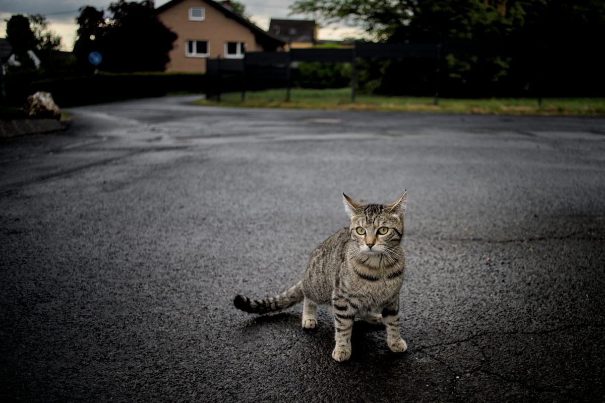 A cat waiting on wet asphalt