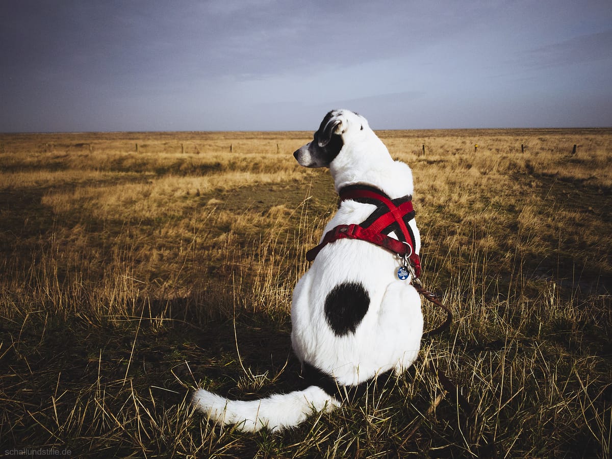 a black and white dog watching the grasslands