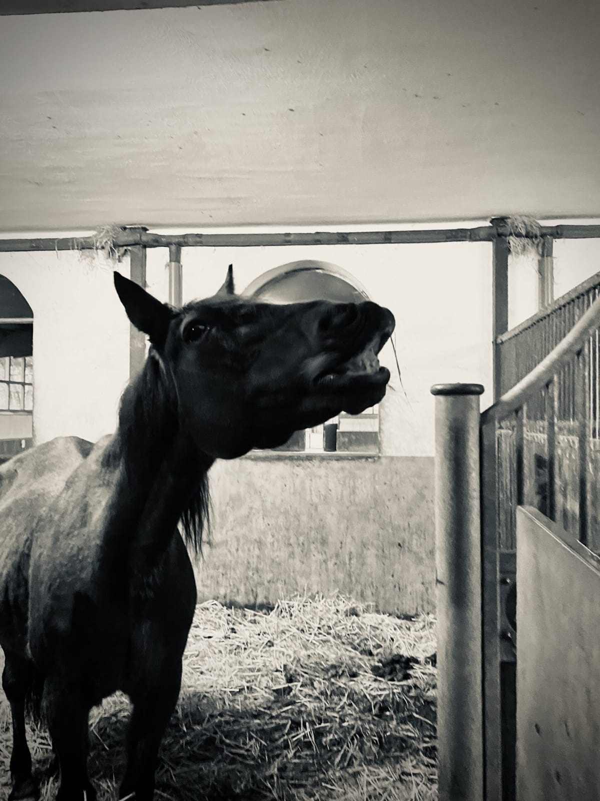 a senior horse flehmening in his box