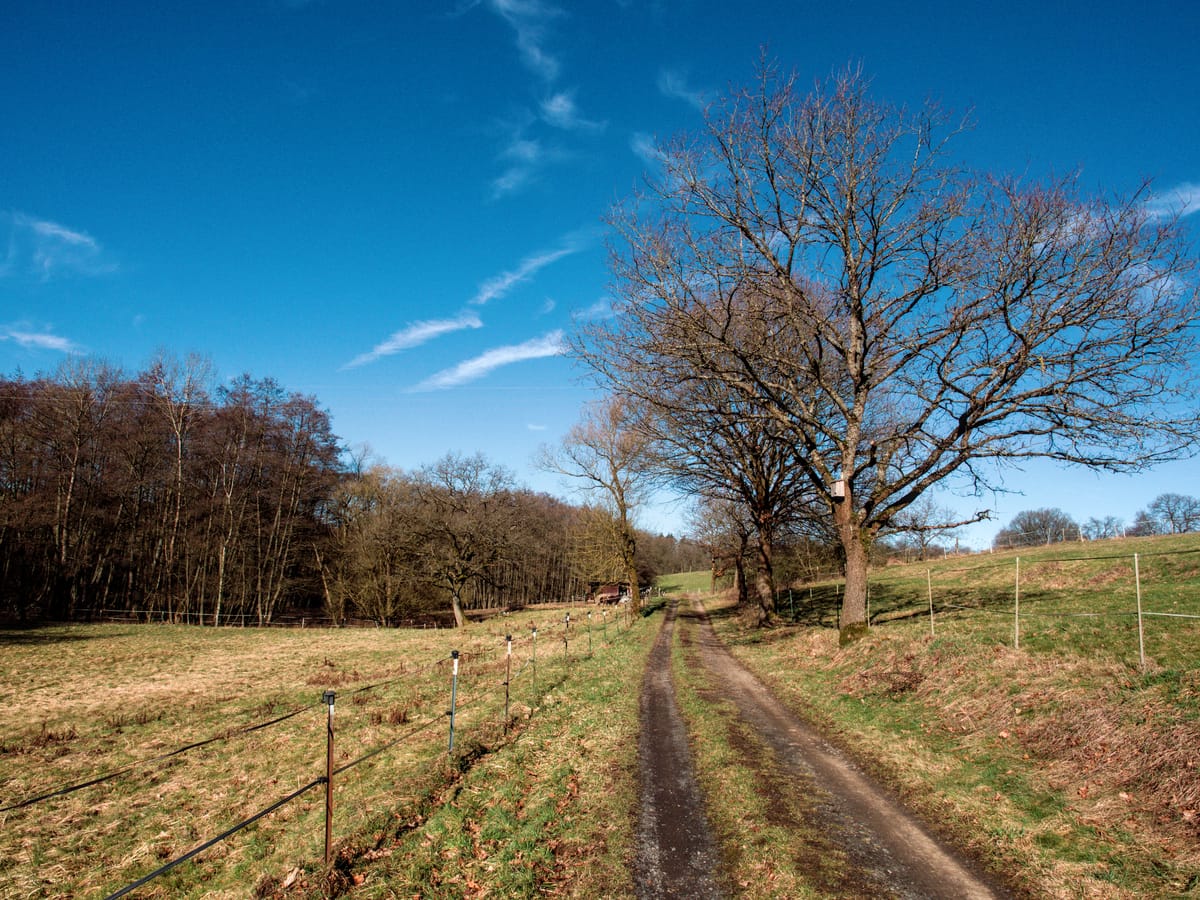A dirt road between two meadows in spring, to the right are some trees, in the distance there's a small forest.
