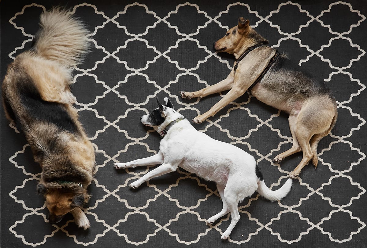 Leinenpflicht und Lärmwürste...