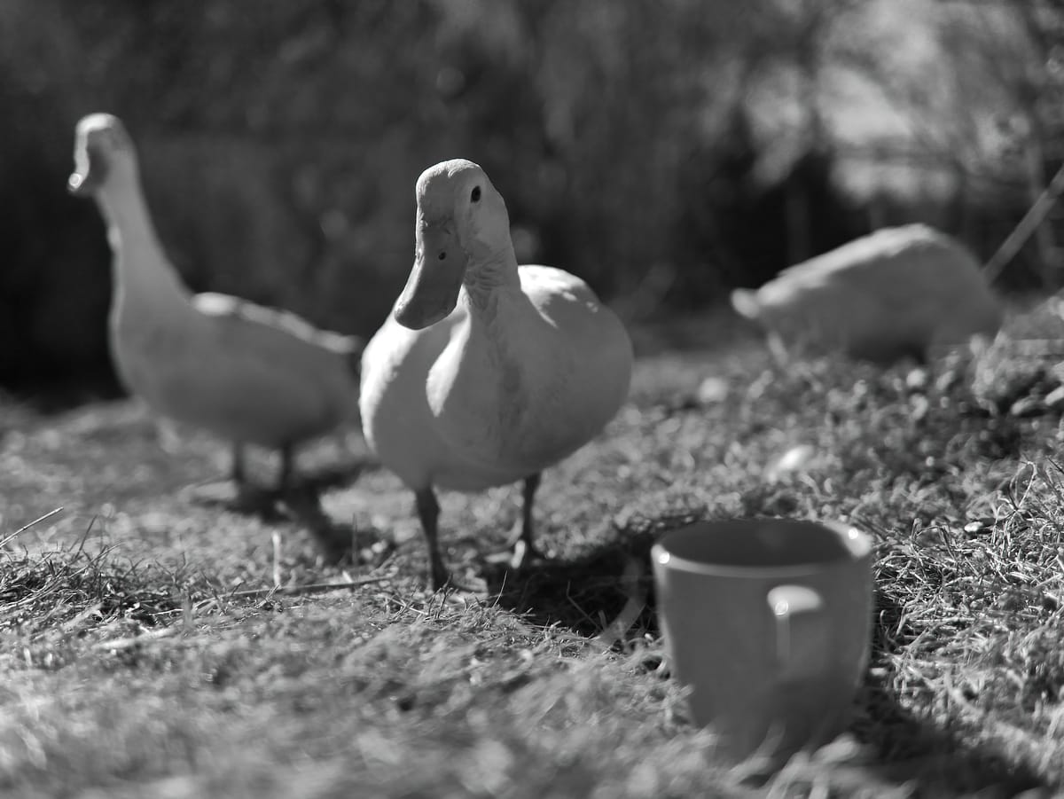 A runner duck curiously looking at a coffee mug, two other runner ducks in the background.