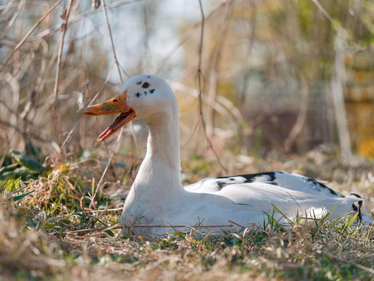 Portrait of a sitting runner duck with his beak open.