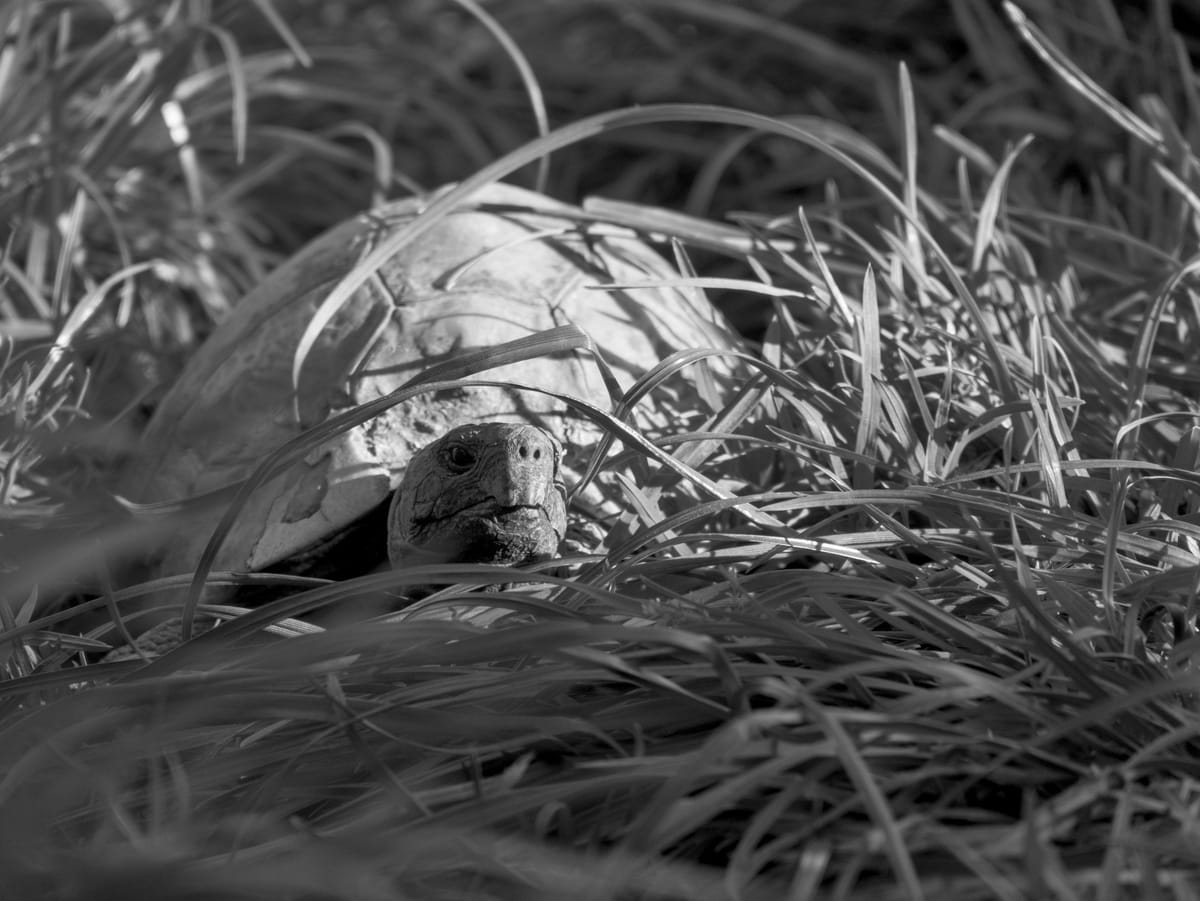 Black and white photograph of a turtle behind some grass