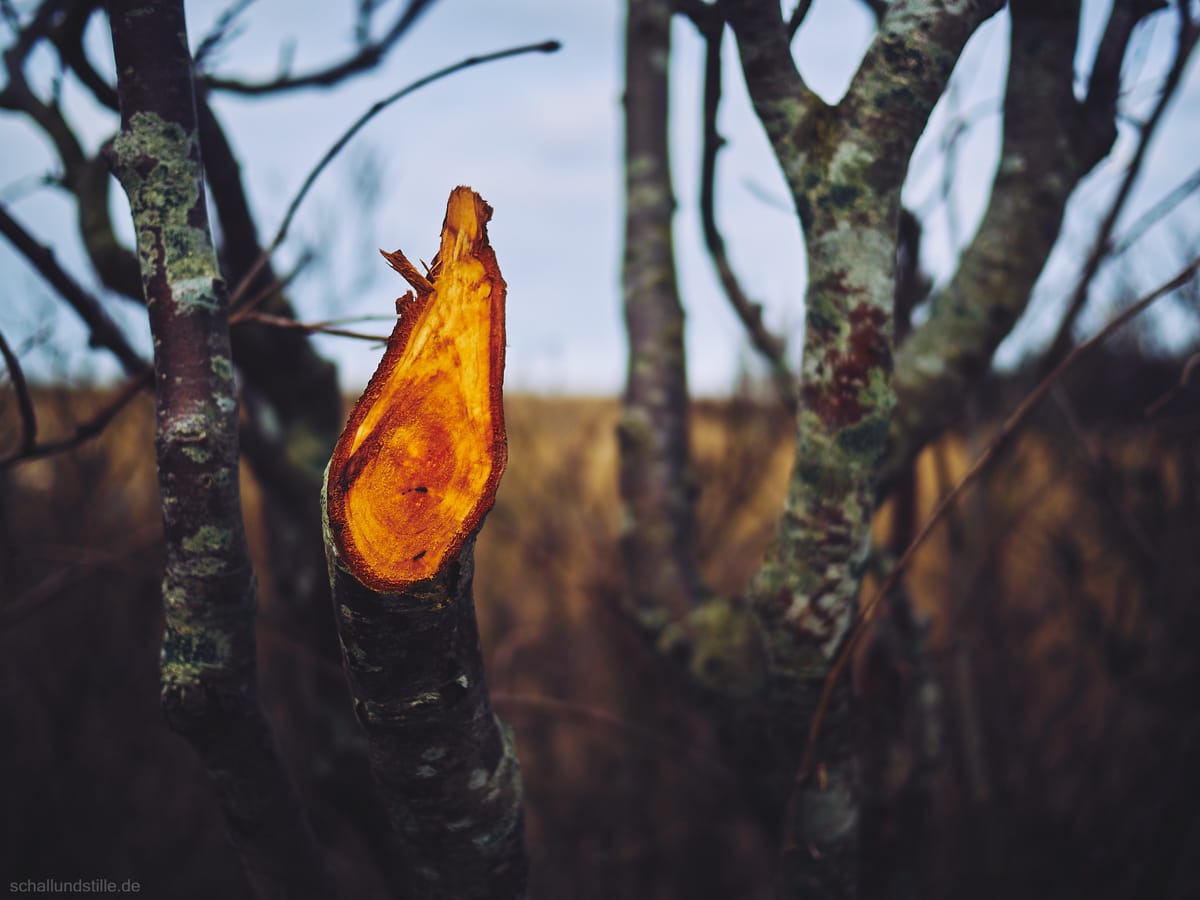 a cut branch in a hedgerow; the cut wood is almost shining orange