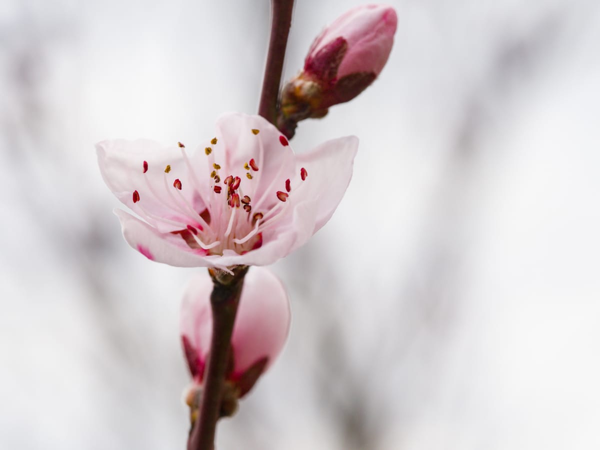 A peach blossom