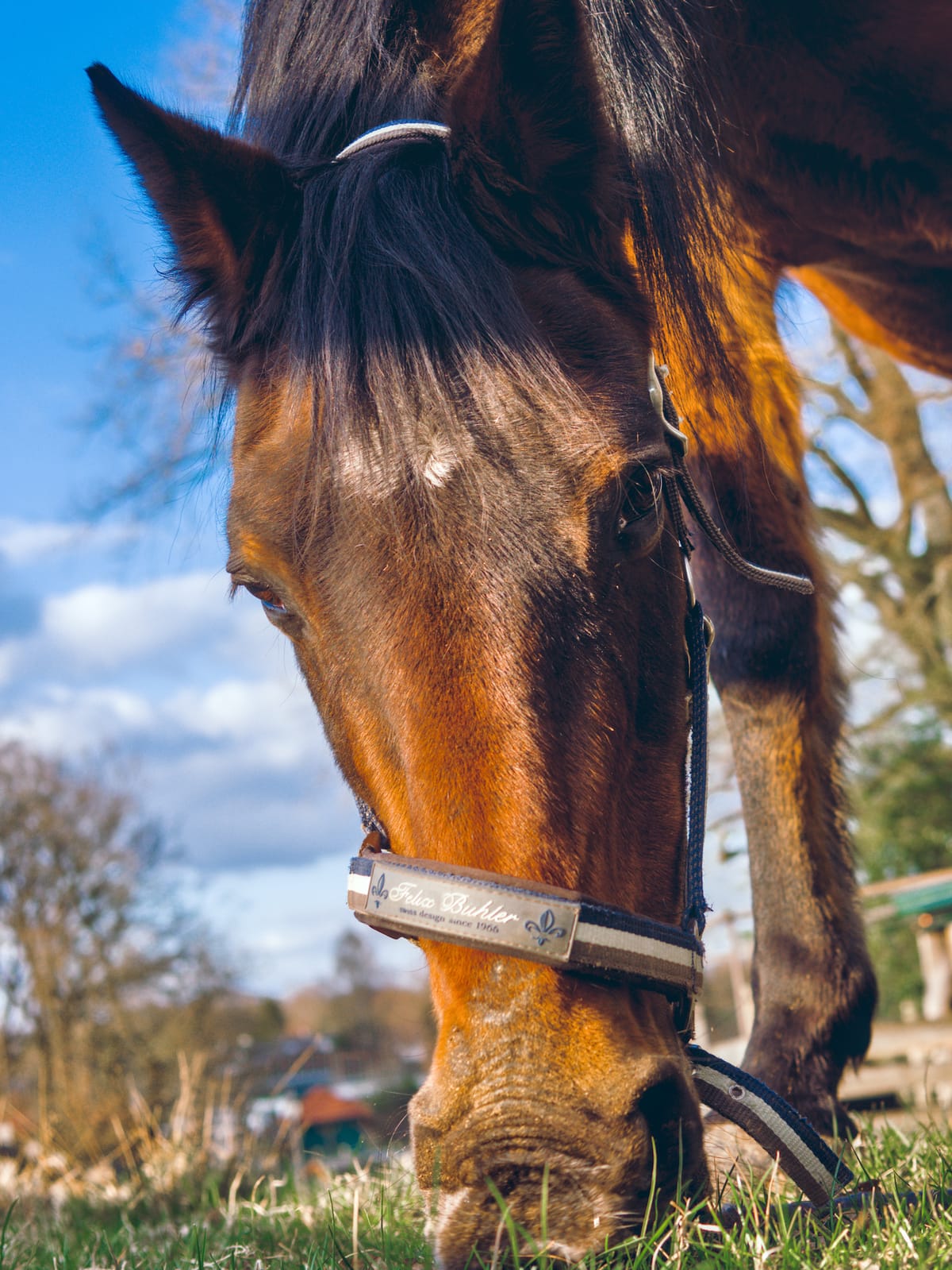 portrait of a grazing horse, shot from ground level