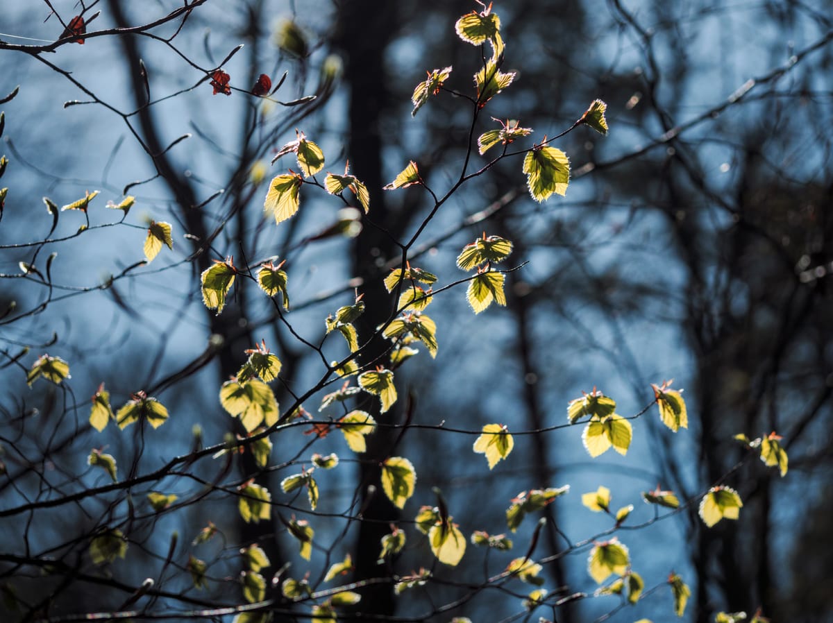 spring green leaves in a forest against a blue background
