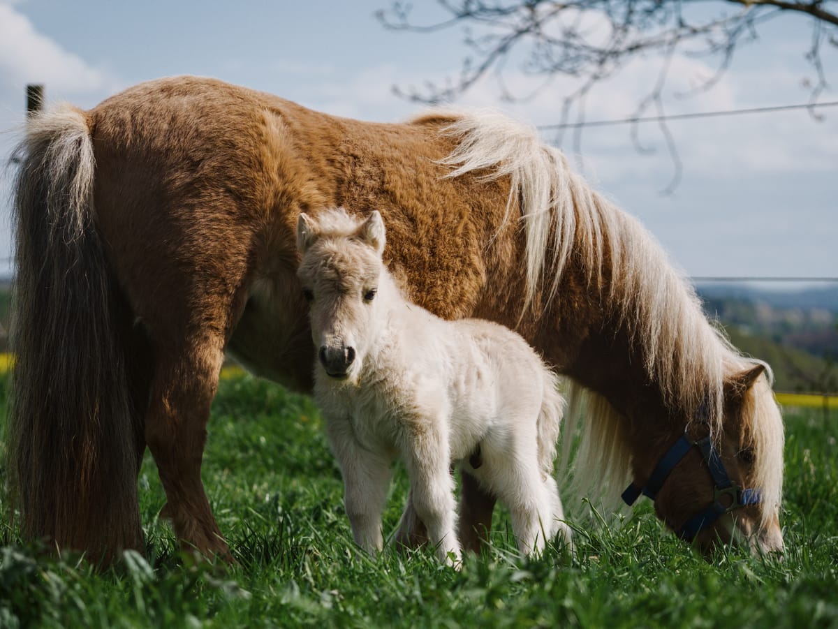 a mini shetland foal and his mother