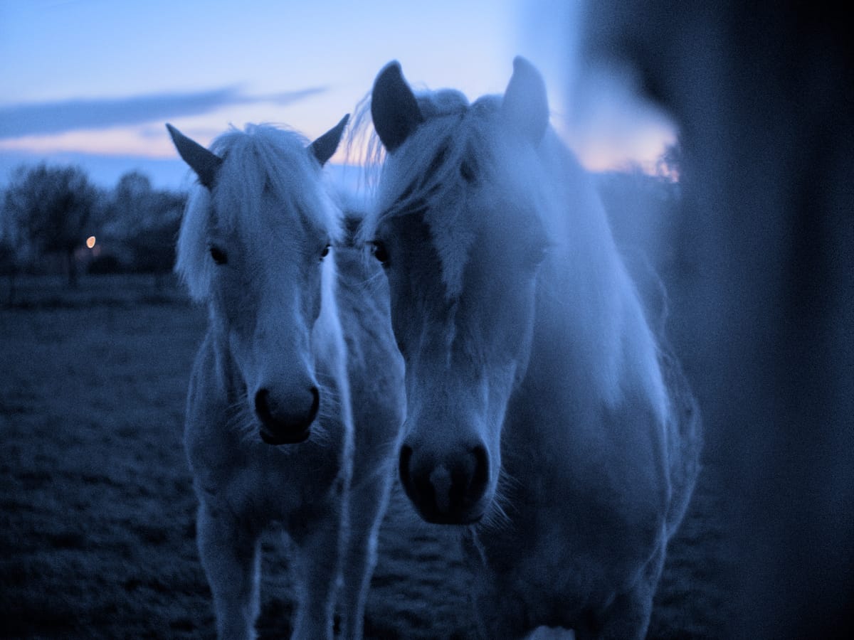 three horses in twilight