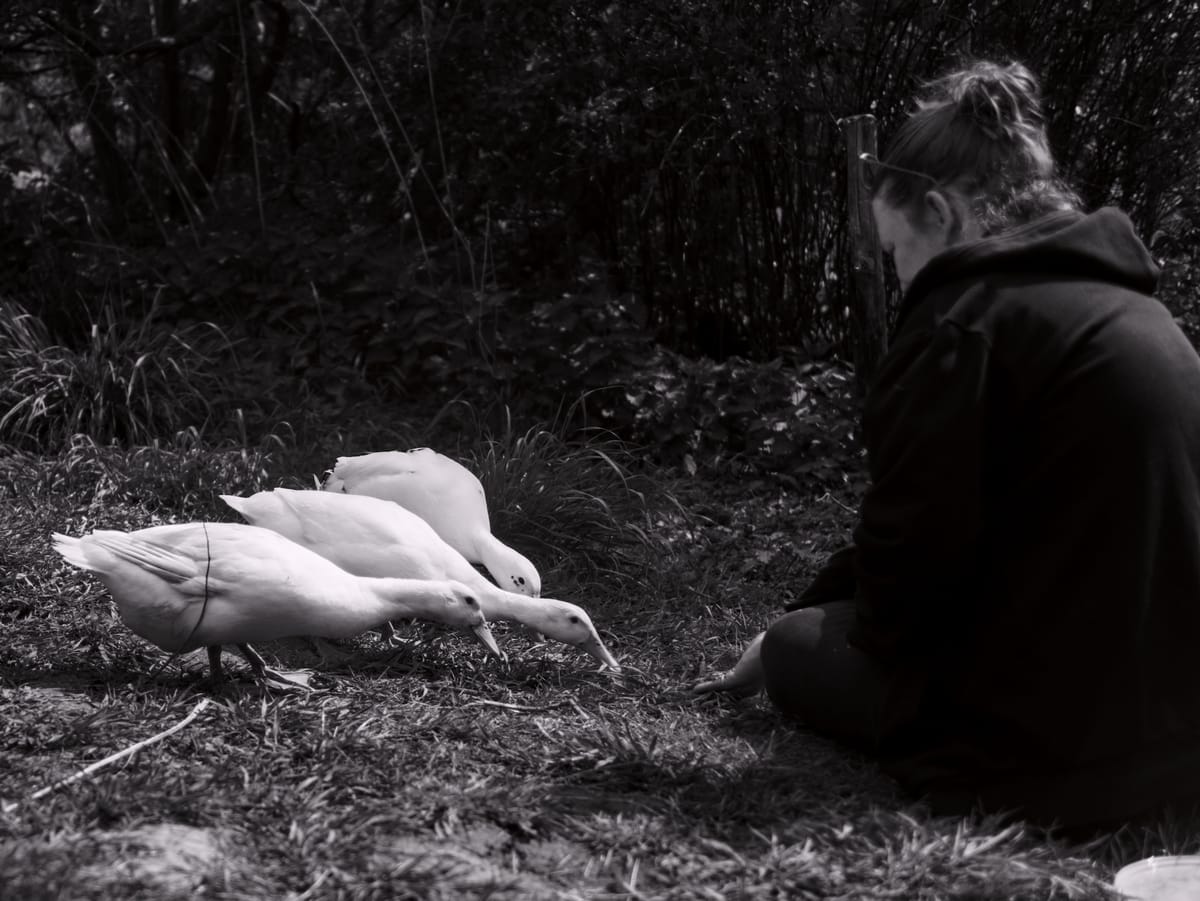Black and white picture of a woman feeding three runner ducks