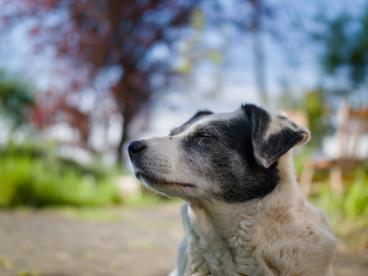 A black and white dock resting in a backyard, sniffing the air with her eyes closed.