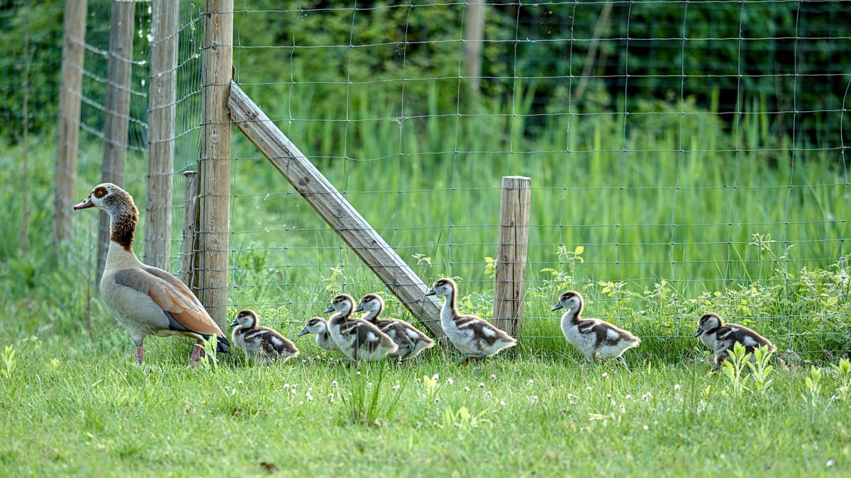 A mother duck with her offspring walking beside a fence.