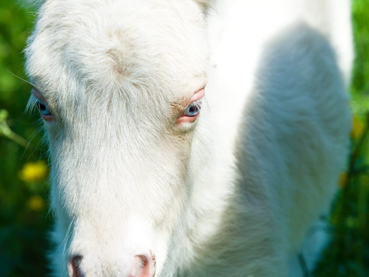 Closeup of a mini shetland pony foal