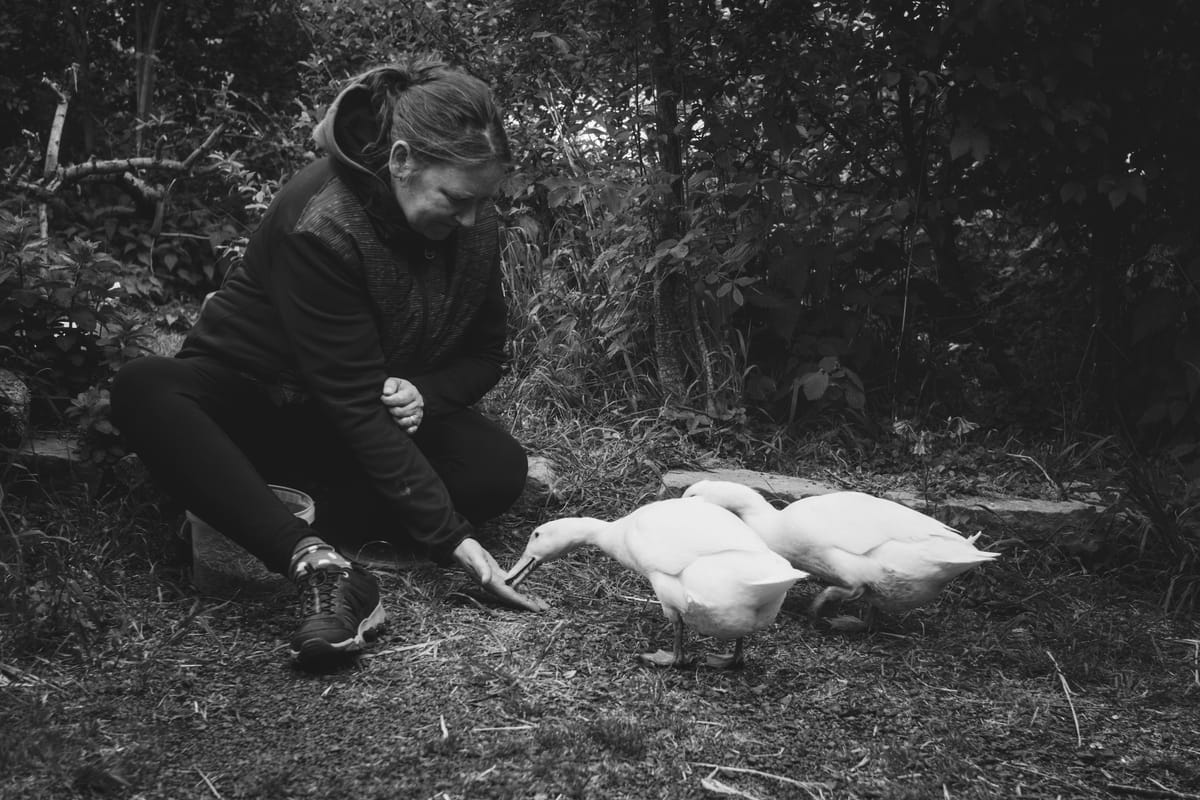 black and white picture of a woman feeding a couple of runner ducks
