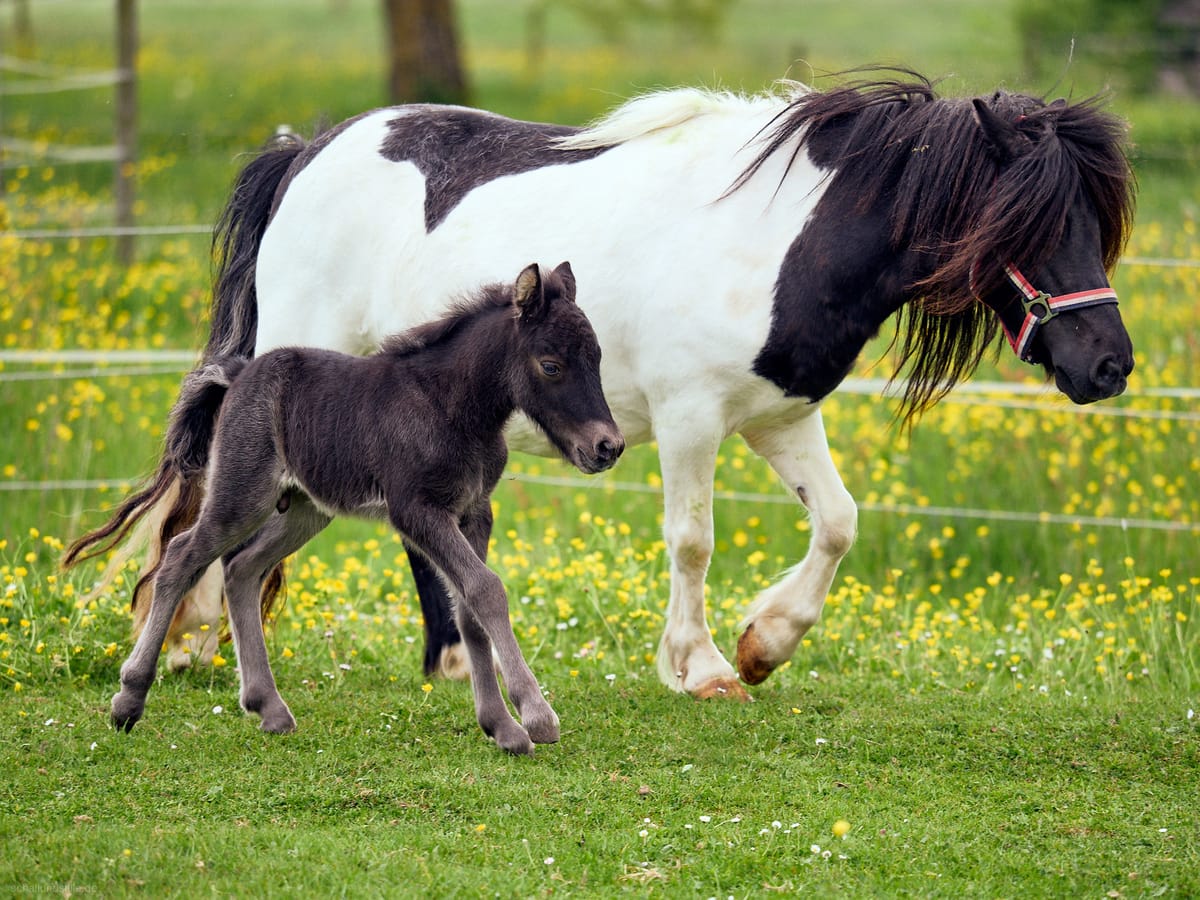 A shetland pony foal running with his mother