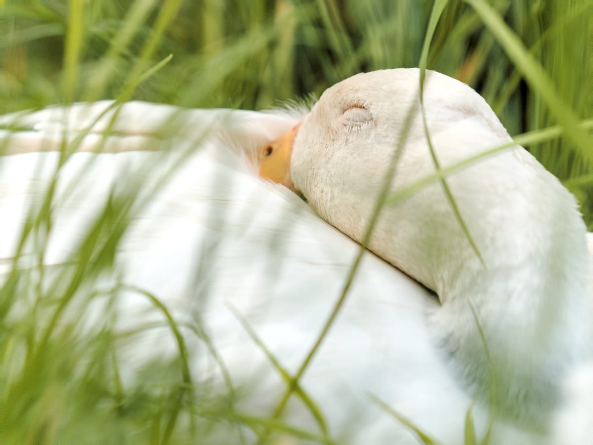 A runner duck sleeping in the grass