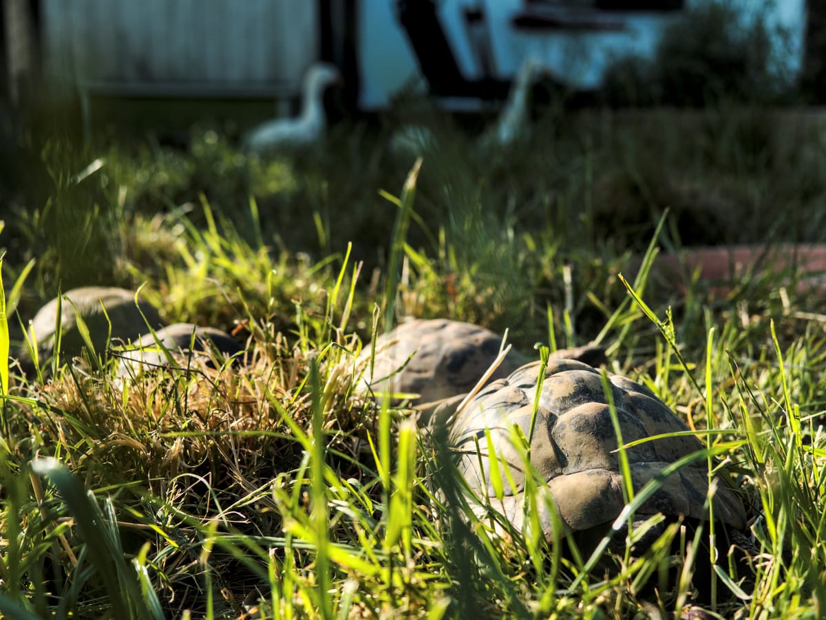 Some tortoises resting in the grass with runner ducks unsharp in the distance.