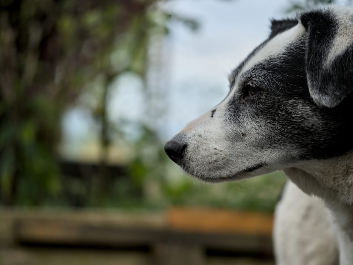 Portrait of a black and white dog.