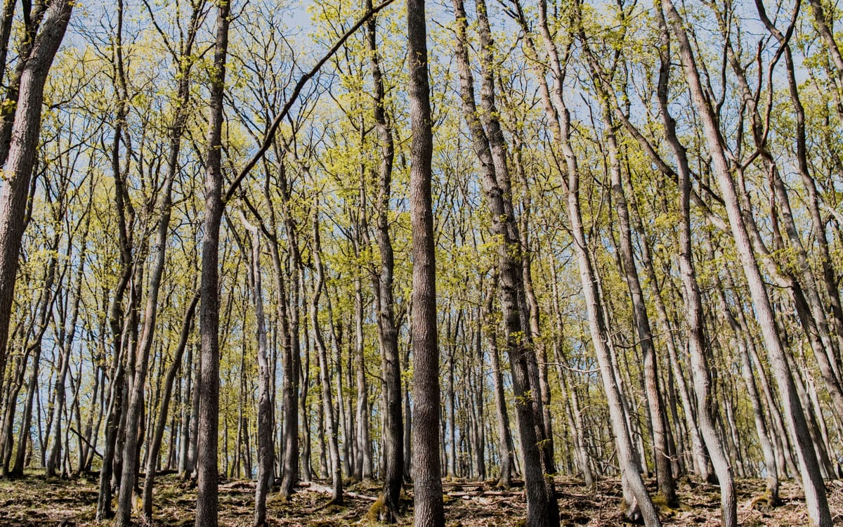 A spring tree grove.